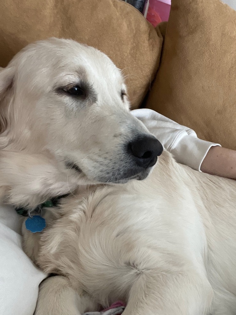 LostDogsMn's tweet photo. Lost Dog - Golden Retriever - Female- Monticello 

Date Lost: 2022-02-14
Dog's Name: Marvel
Breed of Dog: Golden Retriever
Gender: Female
Closest Intersection: 91st St NE, Right on the corner of Haugh
City: Monticello
County: Wright County
Zip Code: 5536… https://t.co/0qZ4IAHwXf https://t.co/gJXsghWA6A