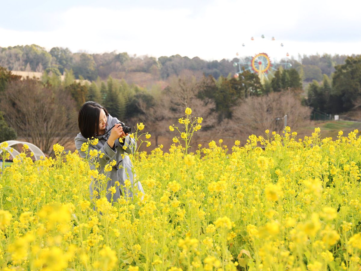 "綺麗な菜の花に夢中でシャッターを切っているお姿✨ 撮らせていただきました😊 菜の花に囲まれて絵になりますね♪"