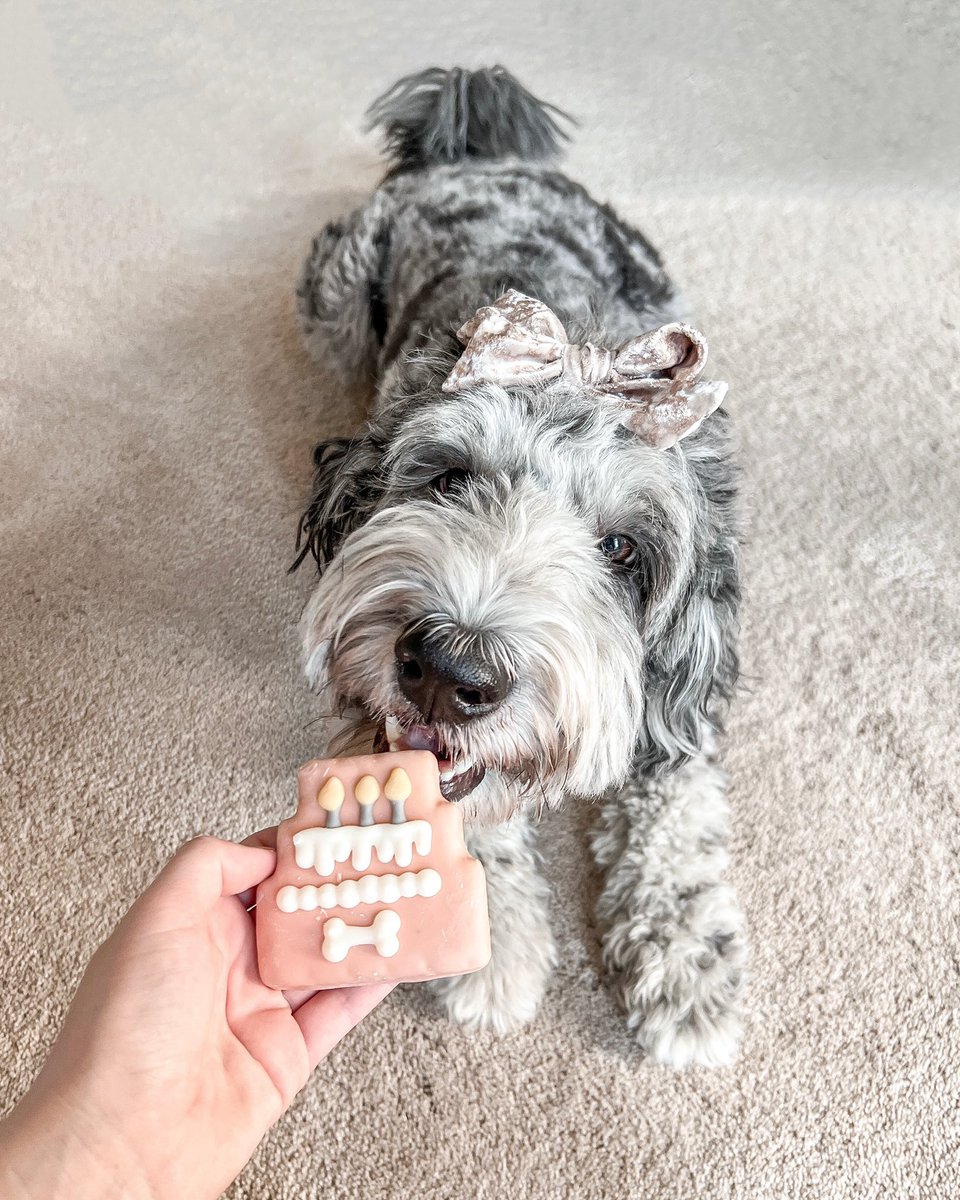StarringGina's tweet photo. @dog_rates Today is Flower’s 2nd birthday! My valentine pup! https://t.co/am20SxPLwi