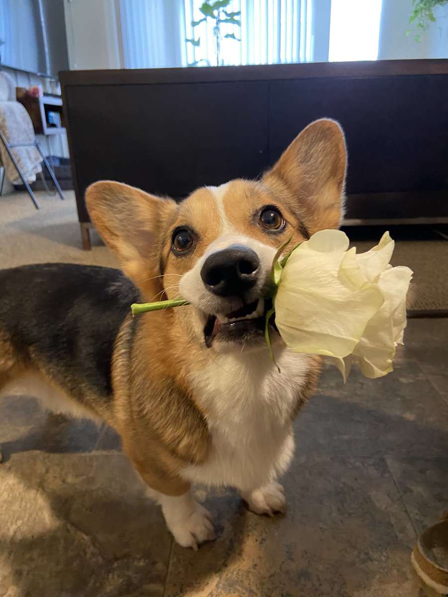 PAVGOD's tweet photo. Be honest, would you accept this rose 🌹🥺 https://t.co/sMCZ79bEFJ