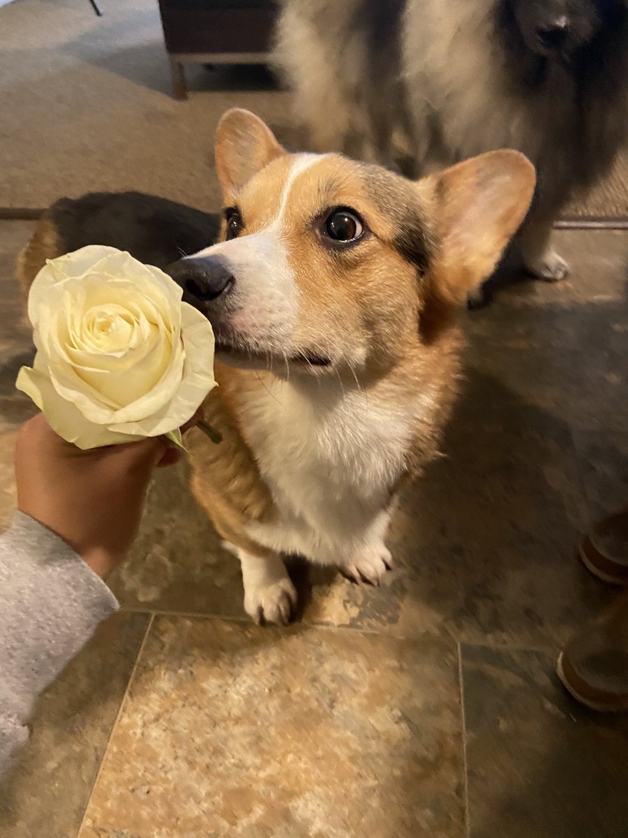 PAVGOD's tweet photo. Be honest, would you accept this rose 🌹🥺 https://t.co/sMCZ79bEFJ