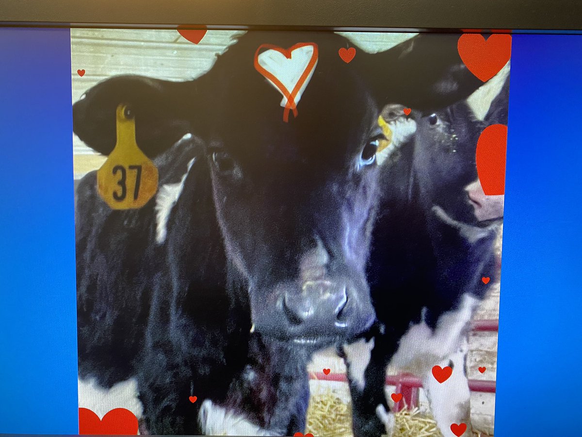 _rbrowning's tweet photo. Happy Valentine’s Day from our class pet Dolly!! @NorthElem1 #IAMWashington https://t.co/5TomUFElET