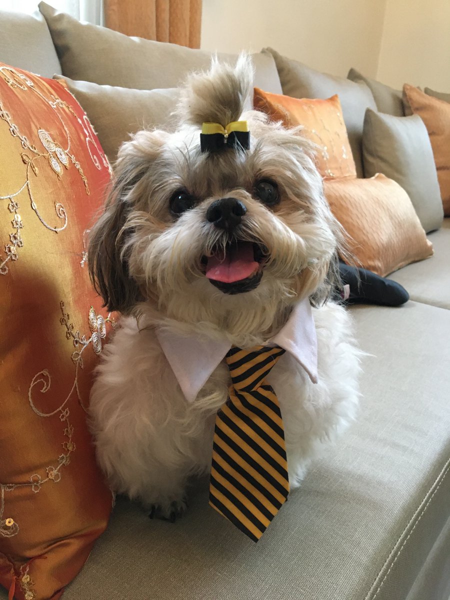 cornepu's tweet photo. #AkumAsk Hi milord~ Here's a pic of my dog, Nobi 🥰 He was our bestest boy for 17 years 👼🐾🌈 Do you think he looked good with a necktie? https://t.co/r0kyoaa5JH