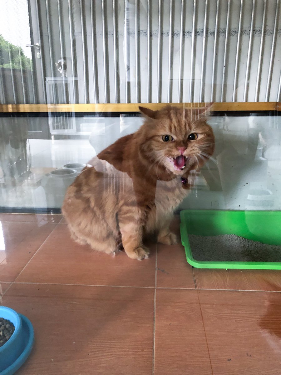 AgegeSaputra's tweet photo. aing teh macan! #cathography #CatsOfTwitter #persiancat #OpenSeaNFT 
https://t.co/K0ioGLCv2b https://t.co/YHjEym4OvD