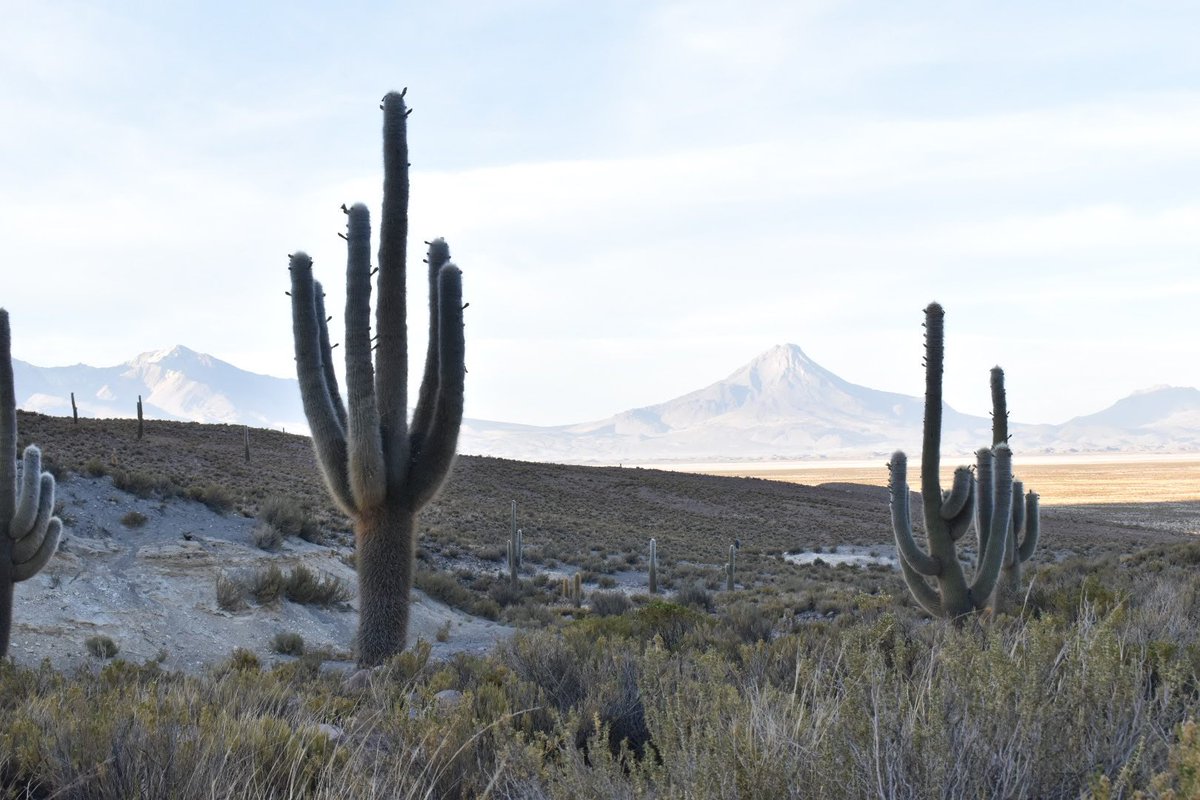 Probably the highest-occuring arborescent cactus on Earth, Trichocereus atacamensis grows at an elevation of 15,000' on the volcanic soils of Northern Chile near Vilacollo, close to the Bolivian Border. Also present here was a species of Pampas grass and a species of Stevia.