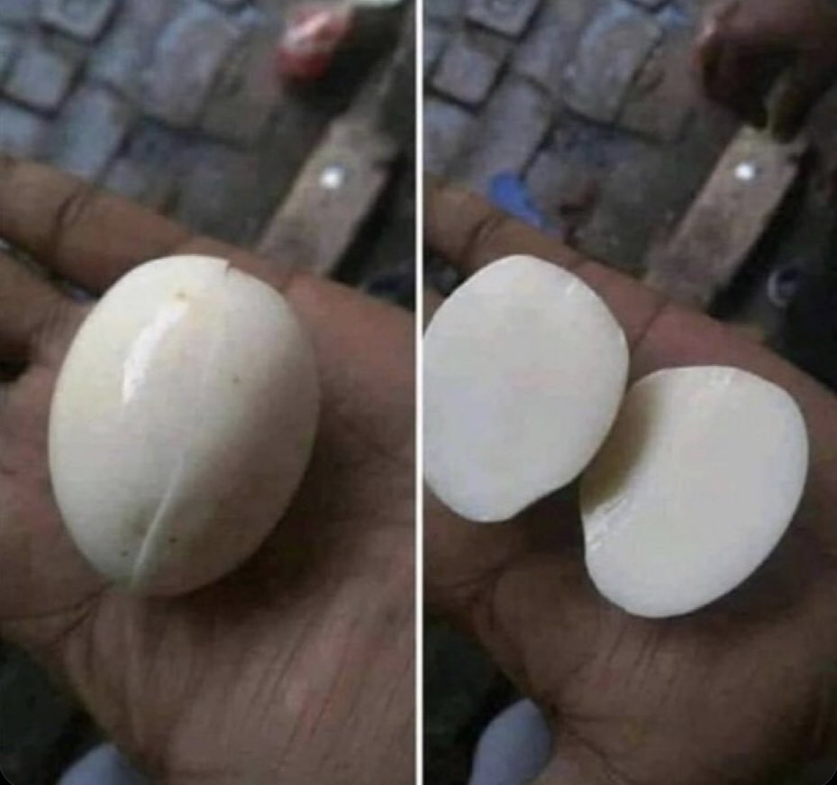 Quando o galo usa preservativo