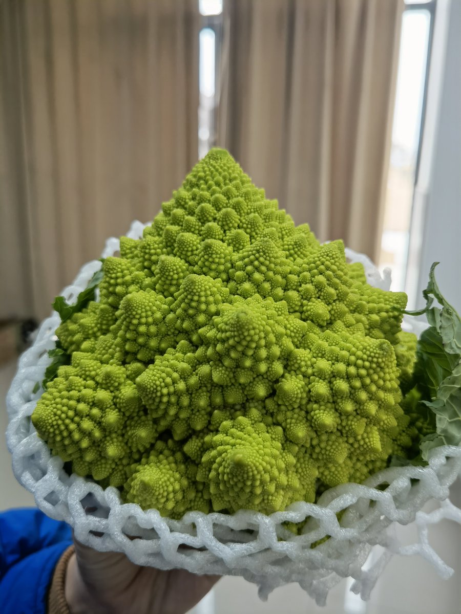 sumrices's tweet image. 花椰菜，不好看😆