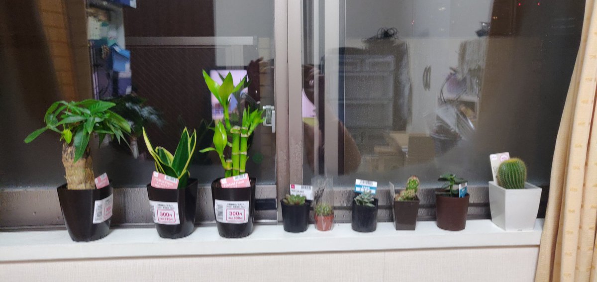 tomuchin's tweet photo. 観葉植物買って癒やされる。
色々調べてたら桜とか梅とか藤の花の盆栽を見つけて可愛いし春に向けて買おうか悩む(*´ω｀*) https://t.co/PO5Pi6YsXI