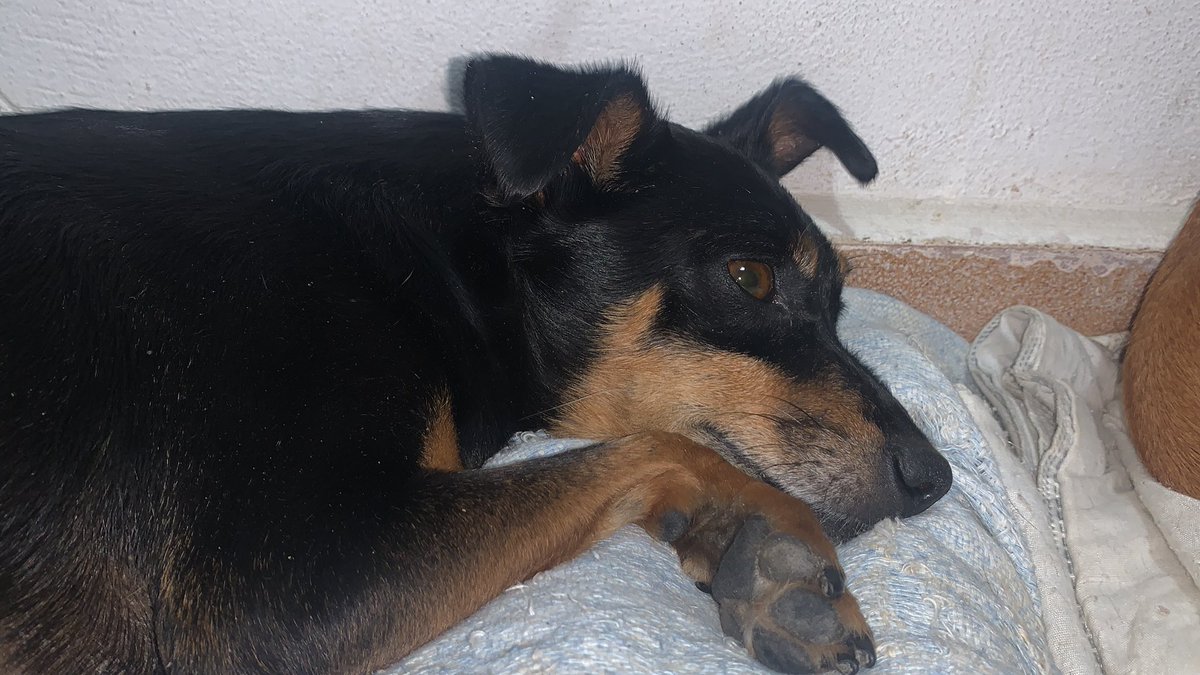 bnbznabchaos's tweet image. PRECISAMOS DE AJUDA PARA SALVAR O TUCO
Há exatas duas semanas atrás (31/01) minha esposa viu dois cachorros presos no mato, foi durante aqueles dias fortes de chuva que teve aqui na região de Caieiras/Franco da Rocha.