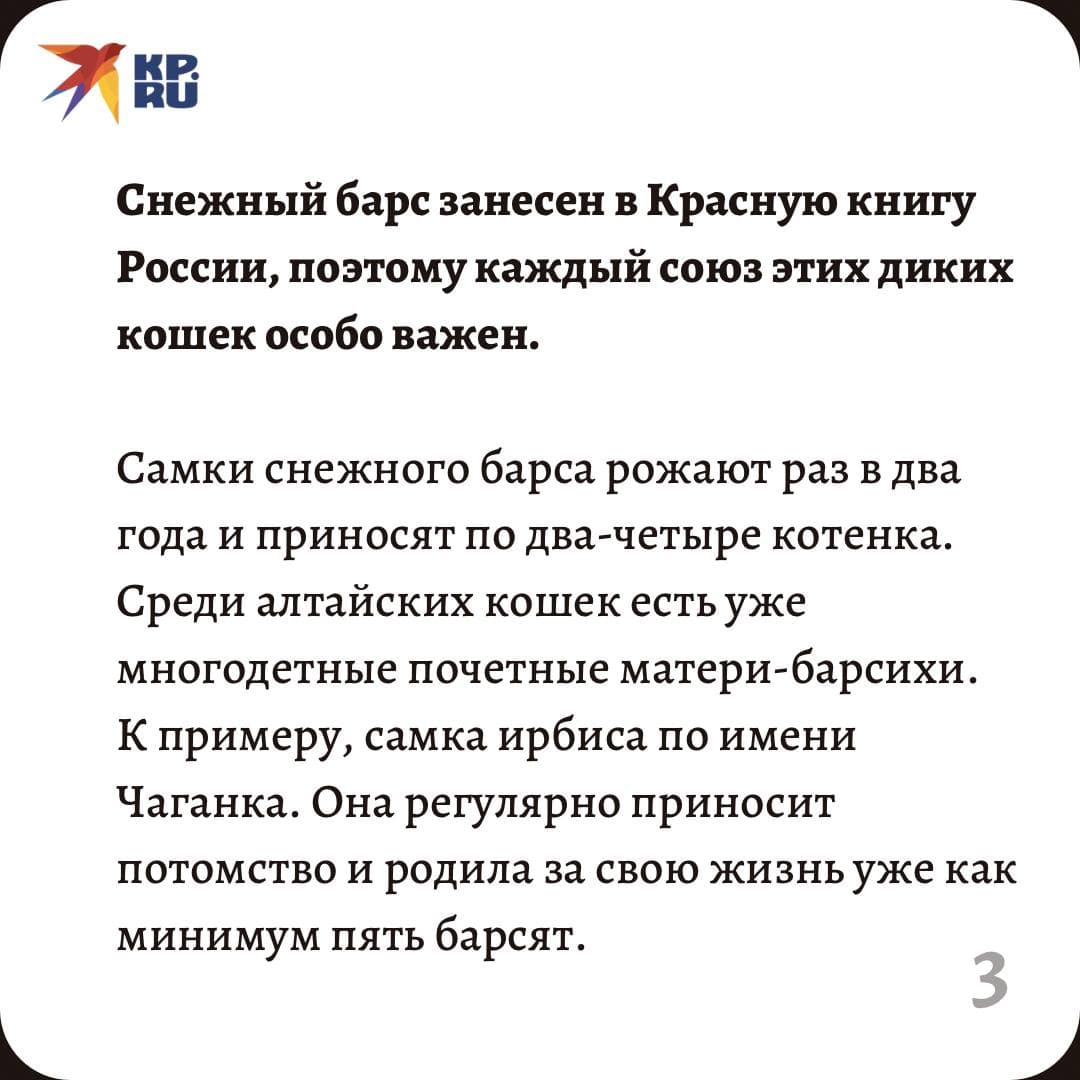 Барсам тоже не просто найти свою любовь…