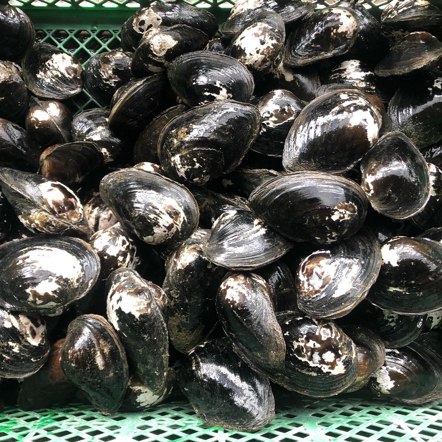 斧田観賞魚センター ドブガイ入荷致しました タナゴの産卵用にいかがですか 斧田観賞魚センター ドブガイ T Co Ixpu5bce4p Twitter