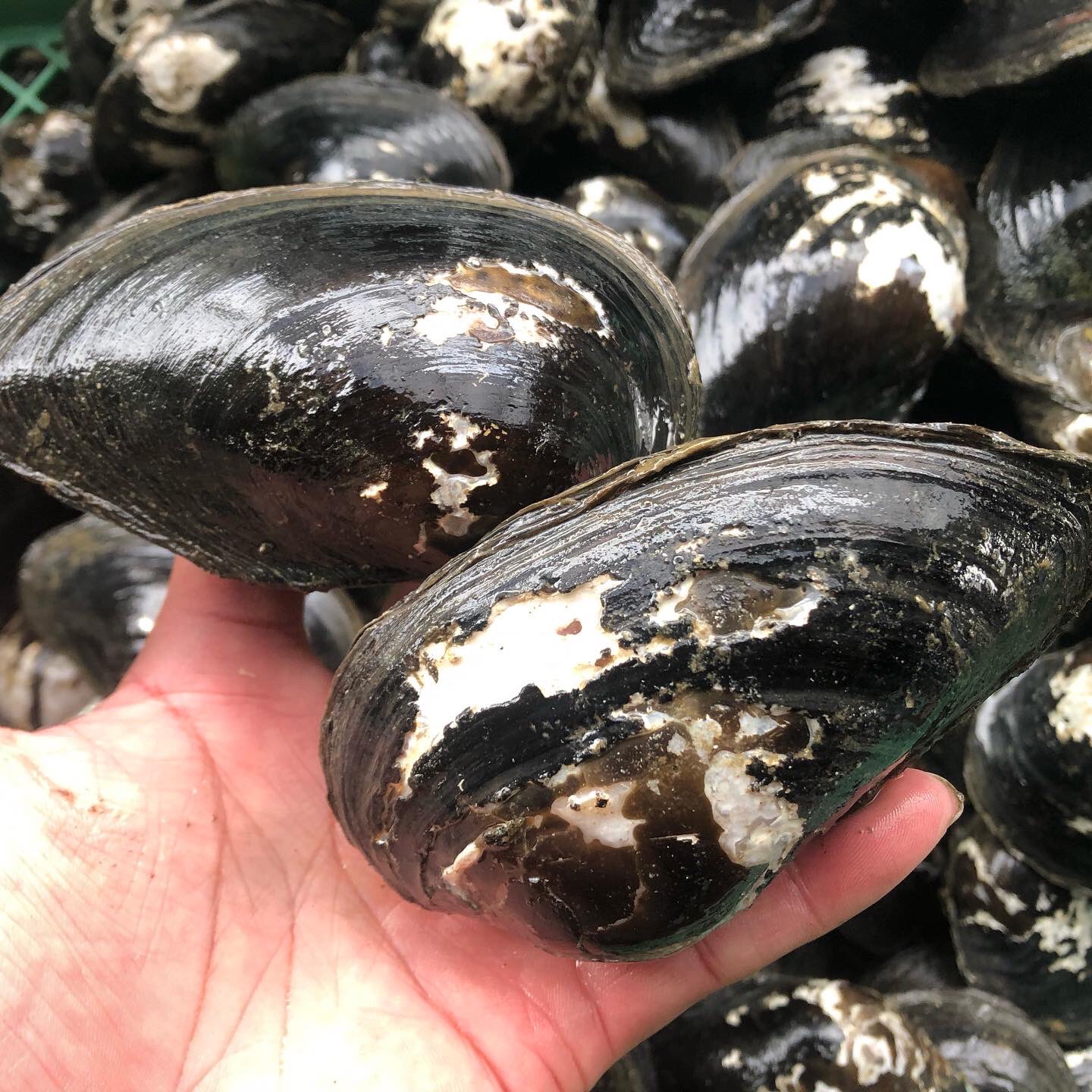 斧田観賞魚センター ドブガイ入荷致しました タナゴの産卵用にいかがですか 斧田観賞魚センター ドブガイ T Co Ixpu5bce4p Twitter