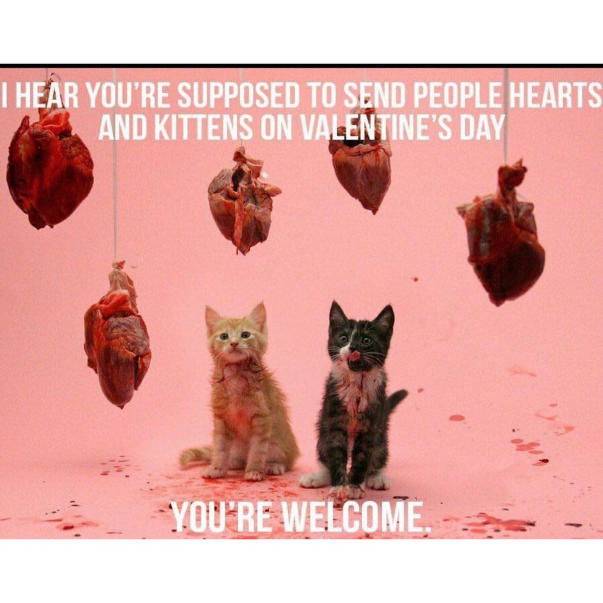 michellenolde33's tweet photo. Happy Valentine's Day! https://t.co/jcx3Quxn3l