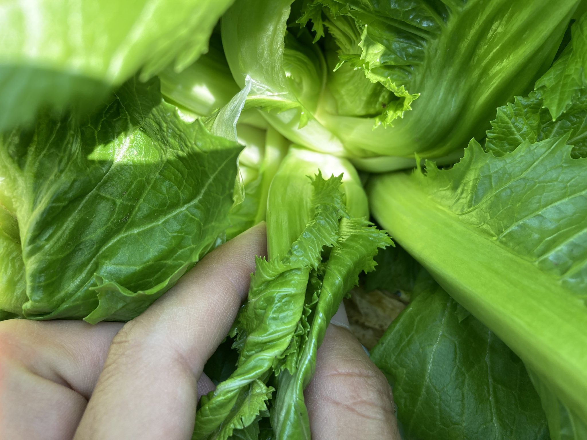 腸活ミニ野菜 おはようございます 春日和と言えるぐらいの気候で 作業が捗ります 今日はぬか漬けに人気の つぼみ菜 の紹介です １つの株から沢山収穫できるつぼみ菜は 歯ごたえ抜群 Amp あっさりした味で 漬物にもってこいの野菜です