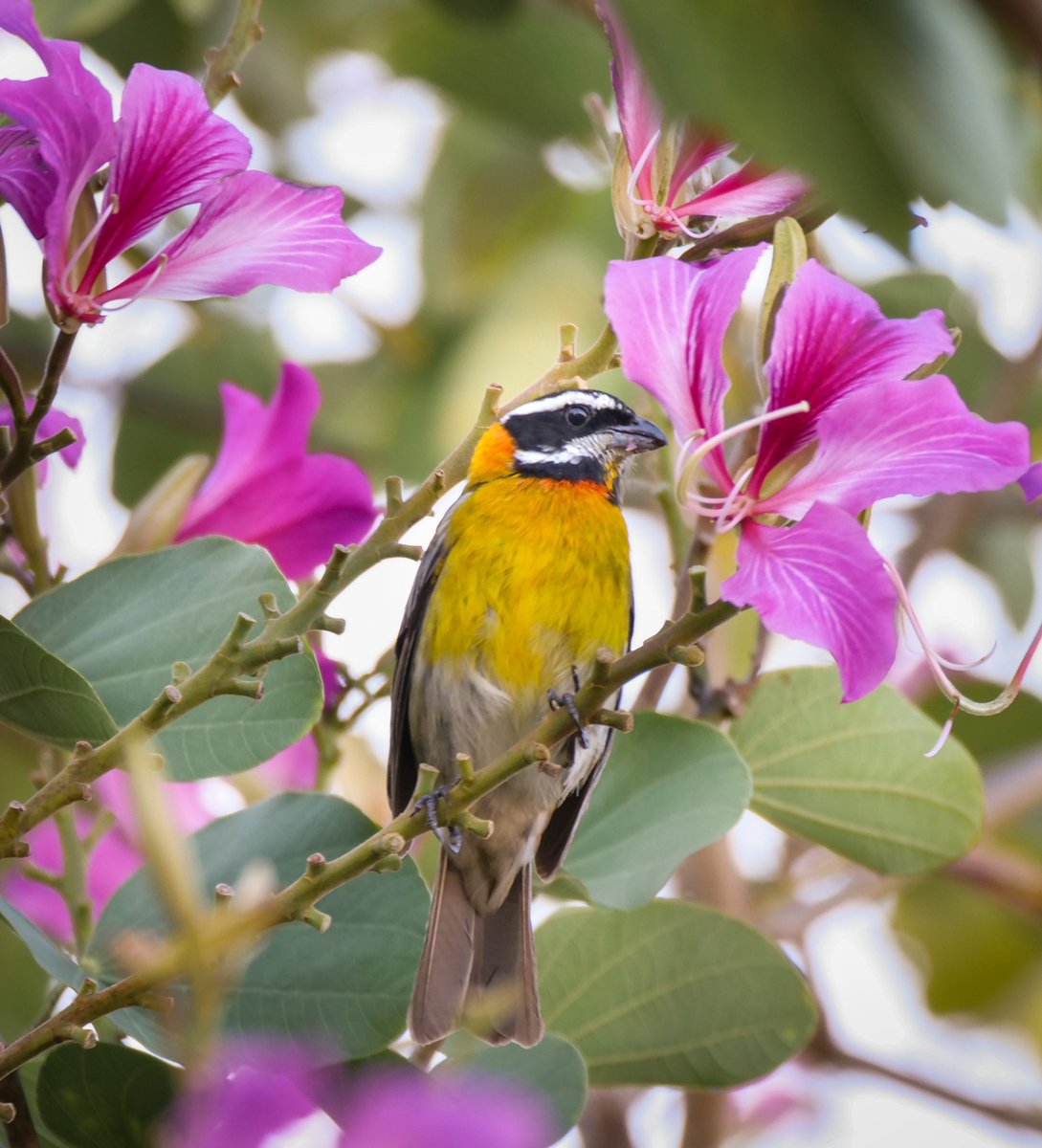 Brooklyn Backyard Birds tweet media