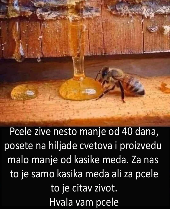 parachiyt's tweet photo. 🐝🐝🐝🐝🐝 https://t.co/q3BKoKw4E0