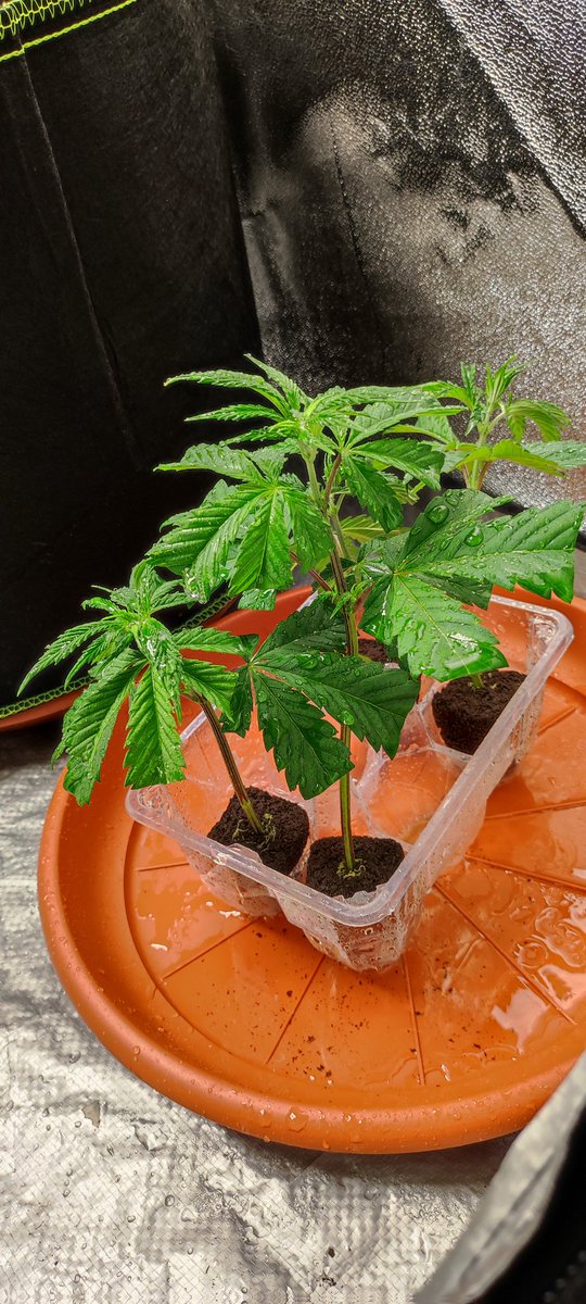 Oscal_dabagno's tweet photo. Sponsored by @MarsHydroLight  @marhydroeleen  TSW 2000 💡
# VEGGY ⛺ # the clones and the mother today seem to be from god💣💥. strawberry cake auto and critical express auto start 🌺 https://t.co/M3OPeV9PlZ