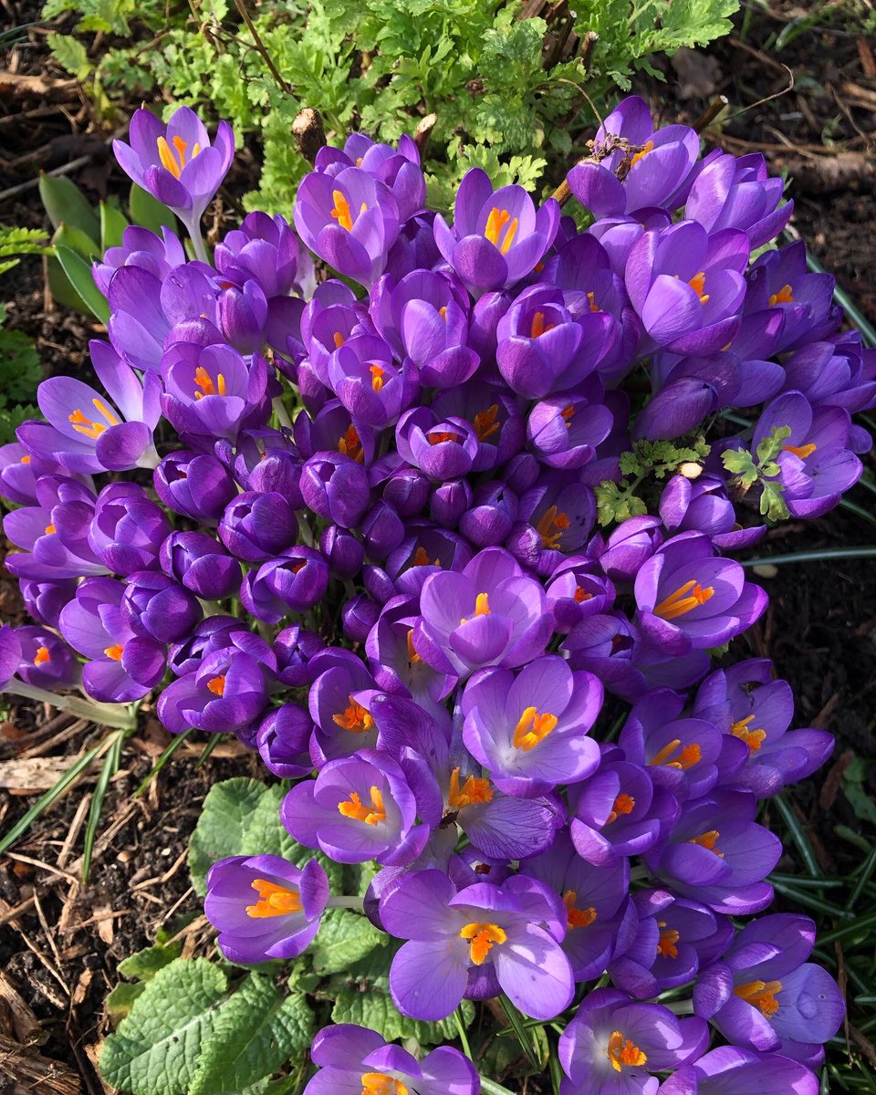 Wouldn’t it be amazing if everyone with a boring front lawn planted spring bulbs in it?

It would look fabulous and provide a pollen feast for bees!

#2022inbloom #feedthebees #beethechange #beethecure #beekind #beegarden #80flowersforbees #beefriendlygarden #beefriendly