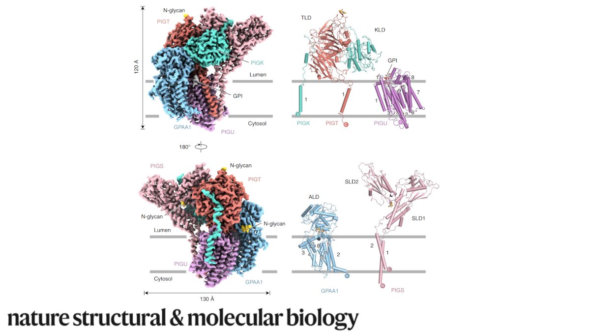 NatureStructMolBiol tweet media