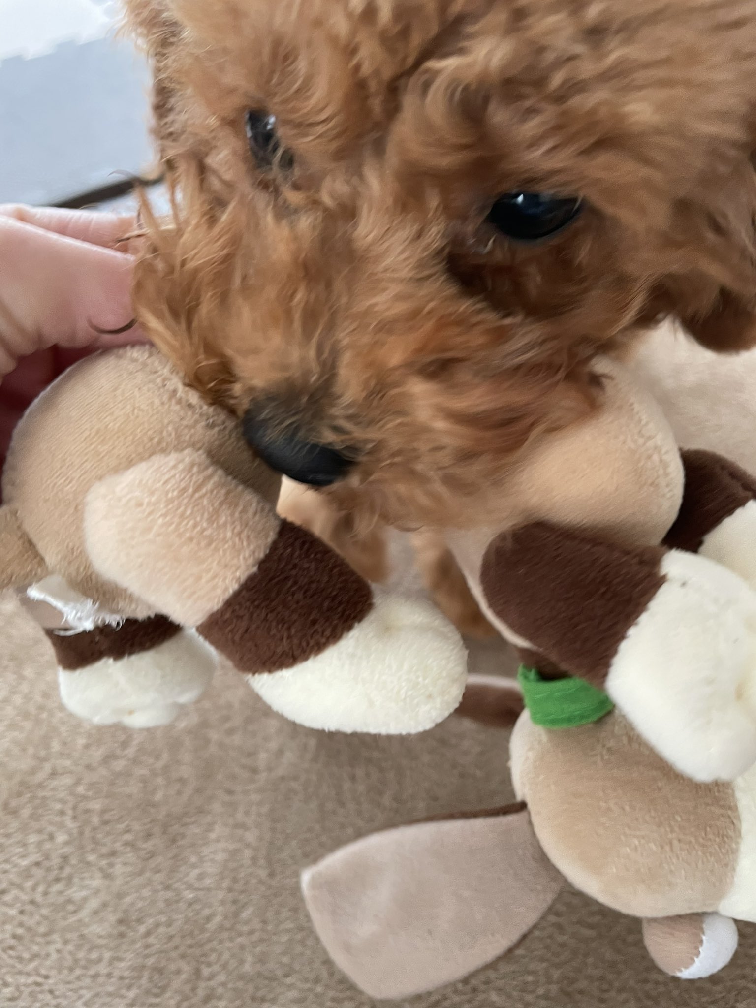 第 蜂 膜 犬 おもちゃ 血 代理店 不正確 ホスト