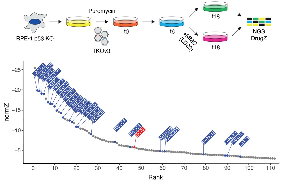 Niels Mailand Lab (@mailandlab) on Twitter photo Our new study in <a href="/emboreports/">EMBO Reports</a> reveals an essential role of the protein SCAI in promoting error-free repair of toxic DNA interstrand crosslinks.
embopress.org/doi/full/10.15… Our new study in <a href="/emboreports/">EMBO Reports</a> reveals an essential role of the protein SCAI in promoting error-free repair of toxic DNA interstrand crosslinks.
embopress.org/doi/full/10.15…