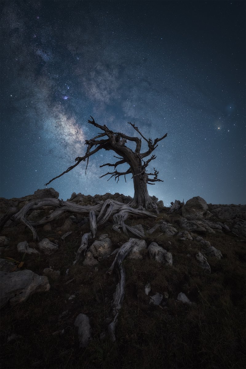 photopills's tweet photo. “Earth's calling - This tree is asking us for some help, some compassion. It seems that is showing the Sky the way to the problem. ” 🤓
📷  Nikon D850 | 14mm | ƒ/5.6 | 237s tracked Sky | ISO 1600
👉 Photo by Andrea Folle
📍 Planned with PhotoPills: https://t.co/W63ghgm5Ec https://t.co/Y3Ad0RGFJO