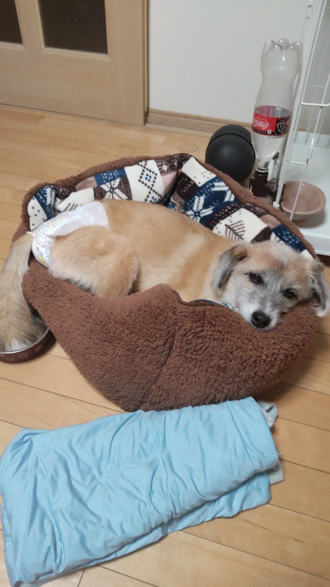 豚しお 突然の嘔吐 いつの吐き方と違ったので 病院へ 急性膵炎 たった2日でみるみる衰弱 3日前まで 元気に走り回ってたのに 犬好きさんと繋がりたい 犬急性膵炎 保護犬 T Co Ii5octrtgh Twitter 豚しお 突然の嘔吐 いつの吐き方と違ったので 病院へ 急性膵炎 たった2日でみるみる衰弱 3日前まで 元気に走り回ってたのに 犬好きさんと繋がりたい 犬急性膵炎 保護犬 T Co Ii5octrtgh Twitter