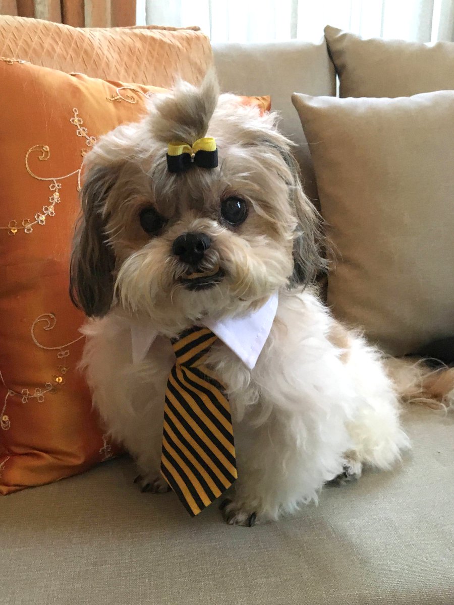 cornepu's tweet photo. #AkumAsk Hi milord~ Here's a pic of my dog, Nobi 🥰 He was our bestest boy for 17 years 👼🐾🌈 Do you think he looked good with a necktie? https://t.co/r0kyoaa5JH