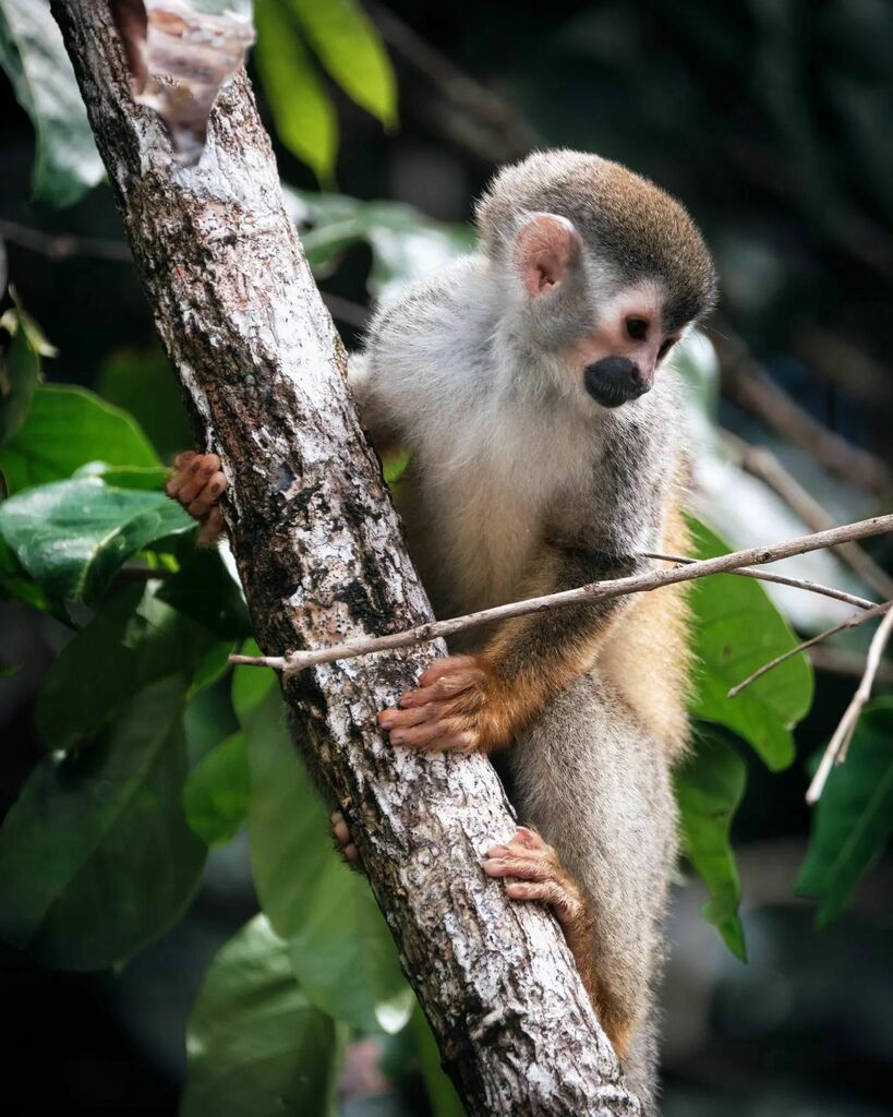 Remi_Bggx's tweet photo. Wildlife in Costa Rica is among the most incredible things I have ever experienced.
I am not a wildlife photographer but this experience was so rewarding.
#costarica🇨🇷 #exploreandedit #costaricapuravida #costaricacool #editwithus #wildlifeprotection #c… https://t.co/qMJh5zu4Lf https://t.co/lj8bzf6xdN