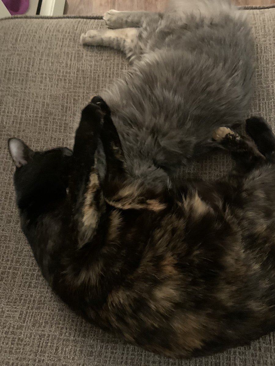 TheGraybies tweet picture