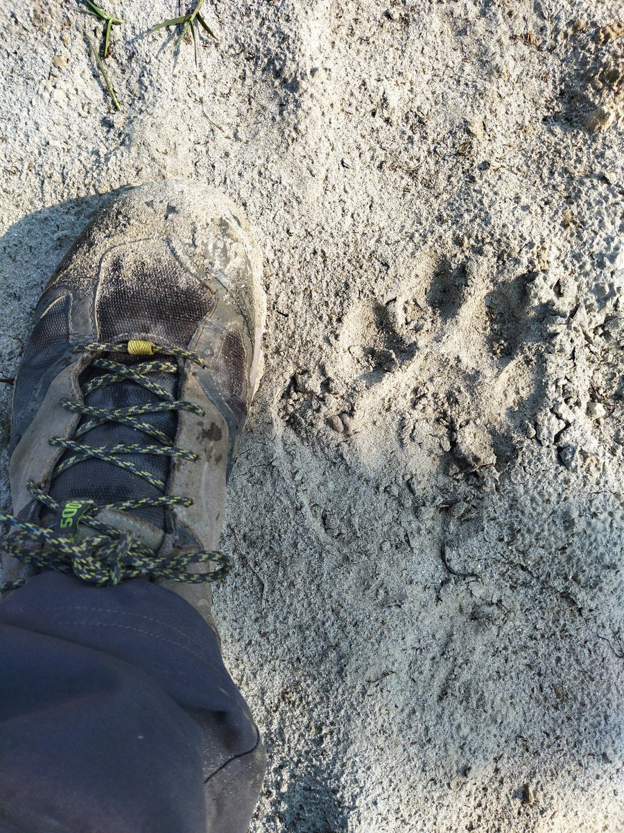 JackKinross's tweet image. Any day there is big cat sign close to Base is a good day... #JustNow #StrongProtection #ProvingWeCanDoIt #coexistence