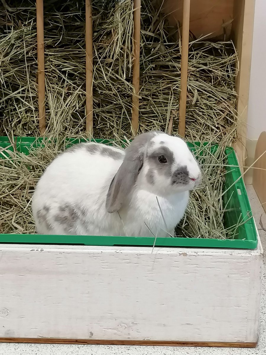 Bunny Cafe for Valentines