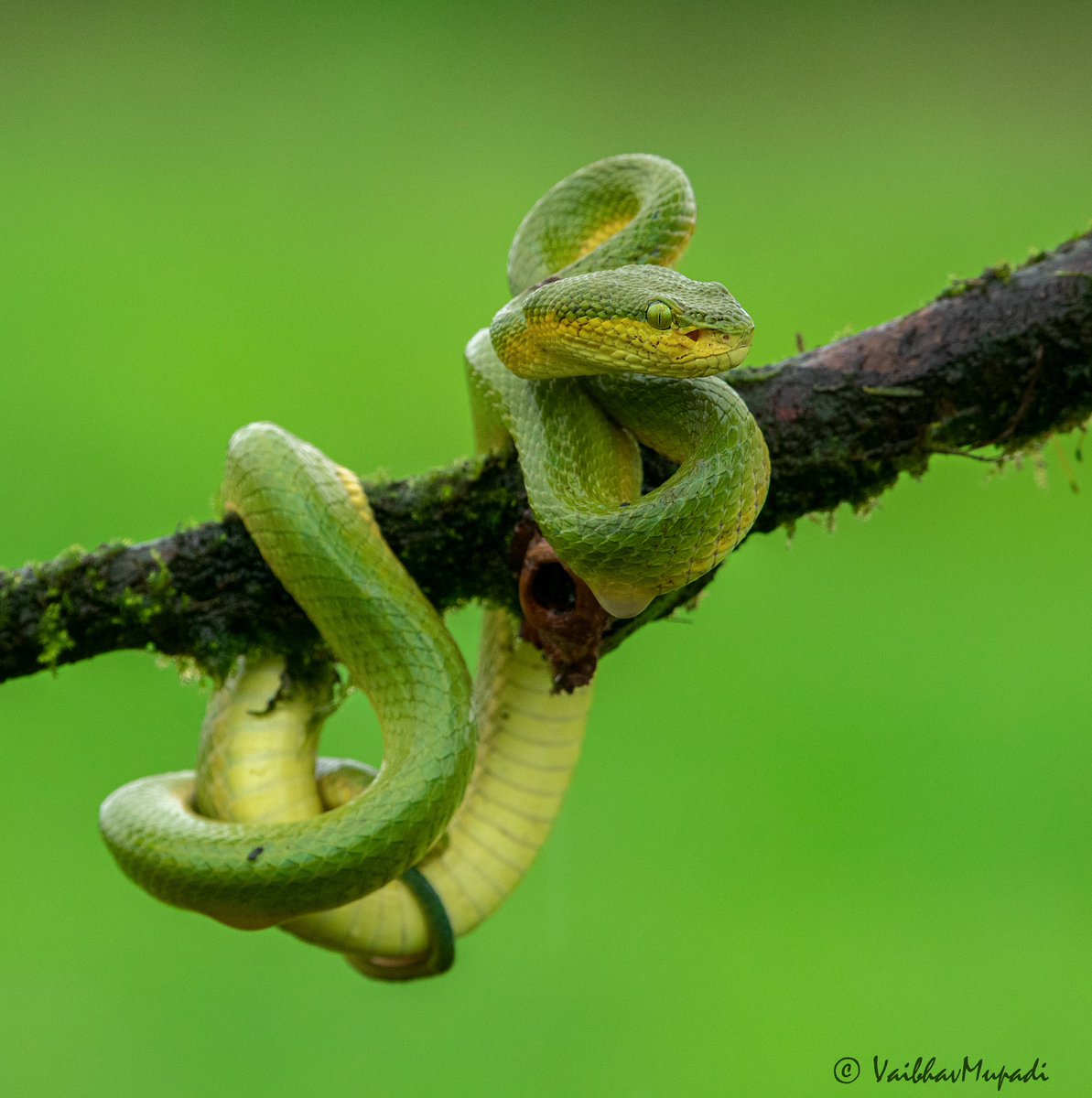 im-wildvaibhav tweet media