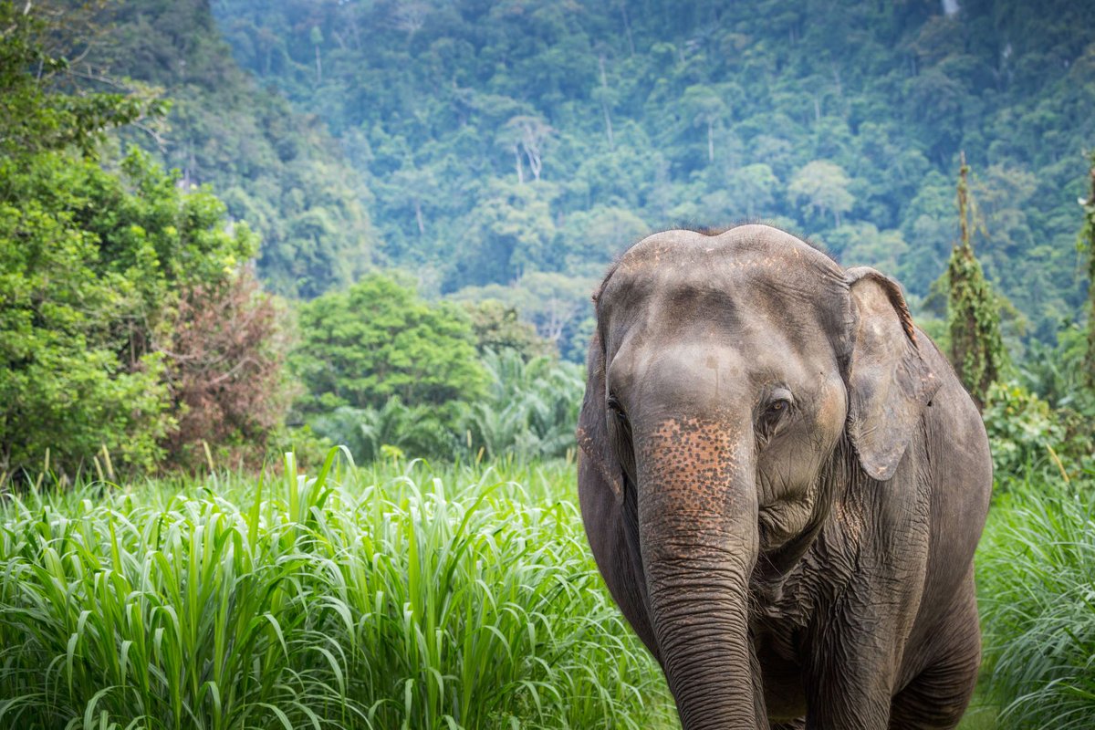 IntElephantProj's tweet photo. Join #LeifCocks for our #OnlineTrivia contest on 25 February. We've got four rounds of questions all about #sustainability, #ClimateChange, #CriticallyEndangeredSpecies and more.
Tix here: https://t.co/lJ6eeGe9bo
#InternationalElephantProject #IEP #SLF22 #SustainabilityTrivia https://t.co/GpIs1BRZ6Q