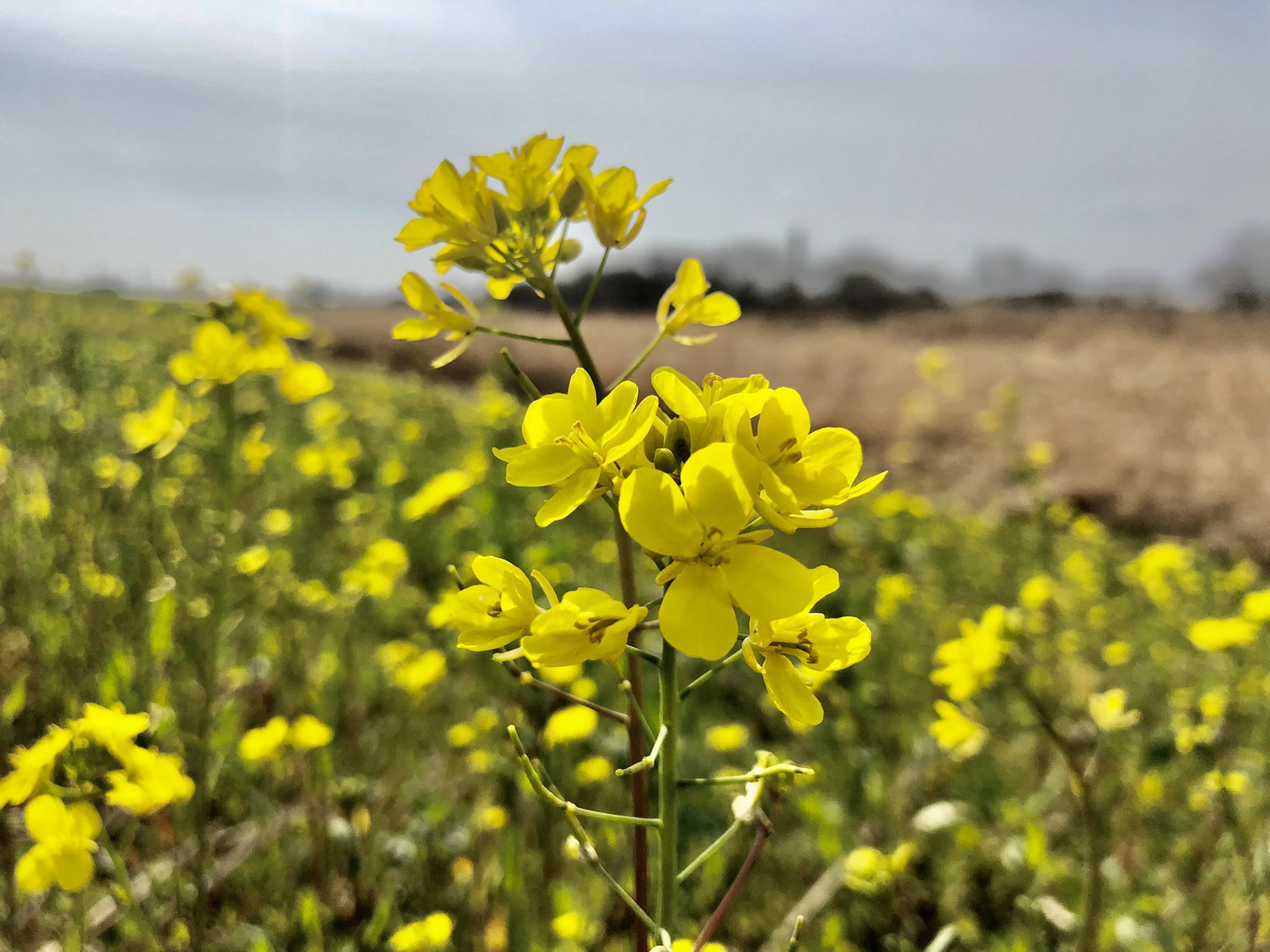 Tomo18 味覚障害のリハビリ 季節を感じる菜の花をおひたしにしようと筑後川河川敷へ行ったところ 河川敷整備がやってあり 例年のような菜の花畑は見当たらず けっきょくスーパーで買ってきました 味覚障害で春の微妙な味わいを感じることができるのか