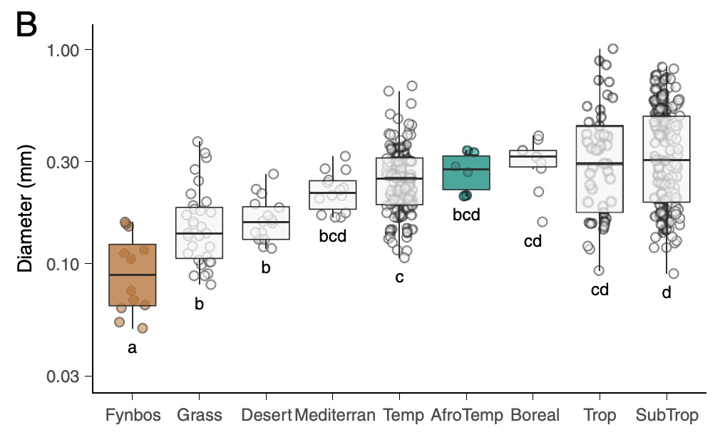 Adam West (@adamgwest) on Twitter photo Should it be renamed the "fynroot" biome? Our new paper in PNAS, led by Mingzhen Lu, shows that the fynbos keeps out the forest by having the thinnest roots in the world. <a href="/jasperslingsby/">Jasper</a> <a href="/UCT_Research/">UCT Research</a> <a href="/skelrob/">skelrob@gmail.com</a> <a href="/mingzhen_lu/">Mingzhen Lu</a> pnas.org/content/119/9/… Should it be renamed the "fynroot" biome? Our new paper in PNAS, led by Mingzhen Lu, shows that the fynbos keeps out the forest by having the thinnest roots in the world. <a href="/jasperslingsby/">Jasper</a> <a href="/UCT_Research/">UCT Research</a> <a href="/skelrob/">skelrob@gmail.com</a> <a href="/mingzhen_lu/">Mingzhen Lu</a> pnas.org/content/119/9/…