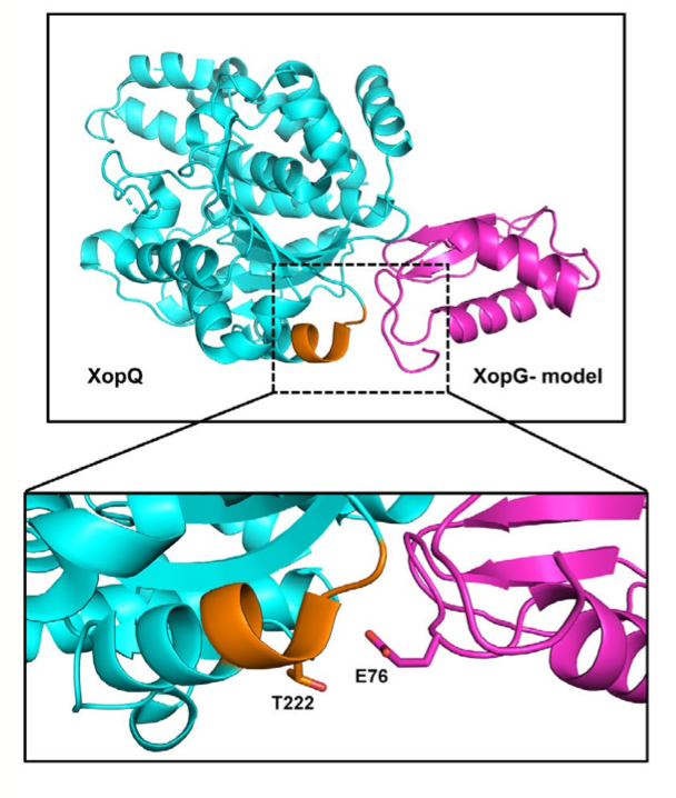 Suppression of XopQ–XopX-induced immune responses of rice by the type III effector XopG: bsppjournals.onlinelibrary.wiley.com/doi/full/10.11…