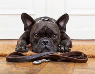 Shocking numbers of #tenants hide pets from #agents and #landlords buff.ly/33jIr8X via <a href="/LA_Today/">LettingAgentToday</a> As long as your pet is well behaved we don't see the issue