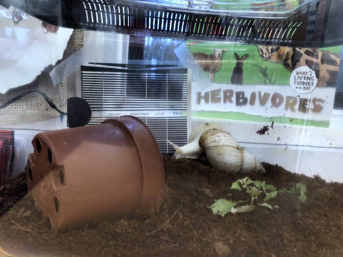 Christletonpri's tweet photo. Bruno is very excited to meet #yearone this morning 🐌😍 #classpet #yearonecontinuousprovision @ABCDoes #giantafricansnail https://t.co/9OGvp9FuUe