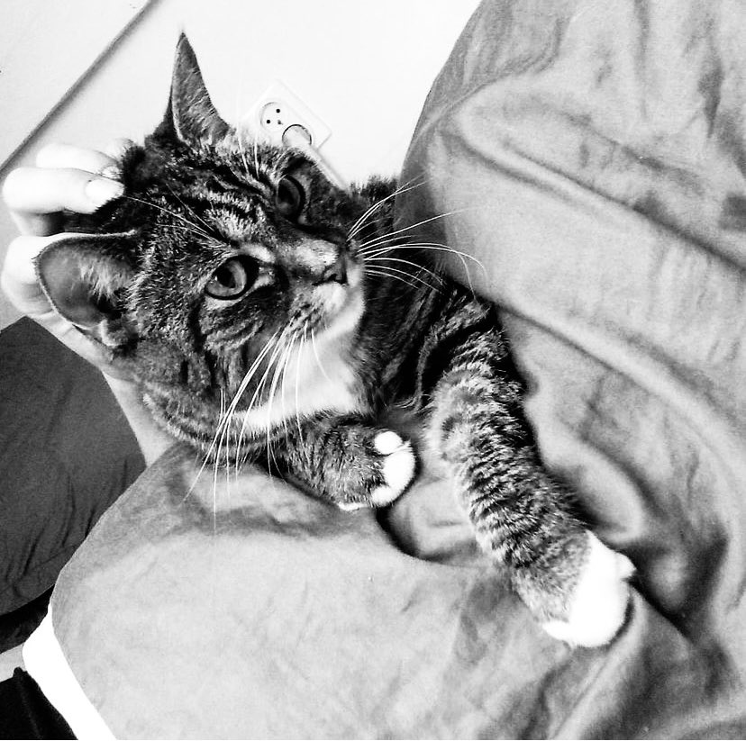 W dzień miłości razem z <a href="/blacksodit/">Black Sodit</a> pożegnaliśmy nasza małą wielką miłość. Pustka która po sobie zostawiła ta urocza istotka łamie nam serce. Spij słodko moje serduszko. Już nie cierpisz . 
😭😭😭😭😭😭🕯🕯🕯🕯🕯