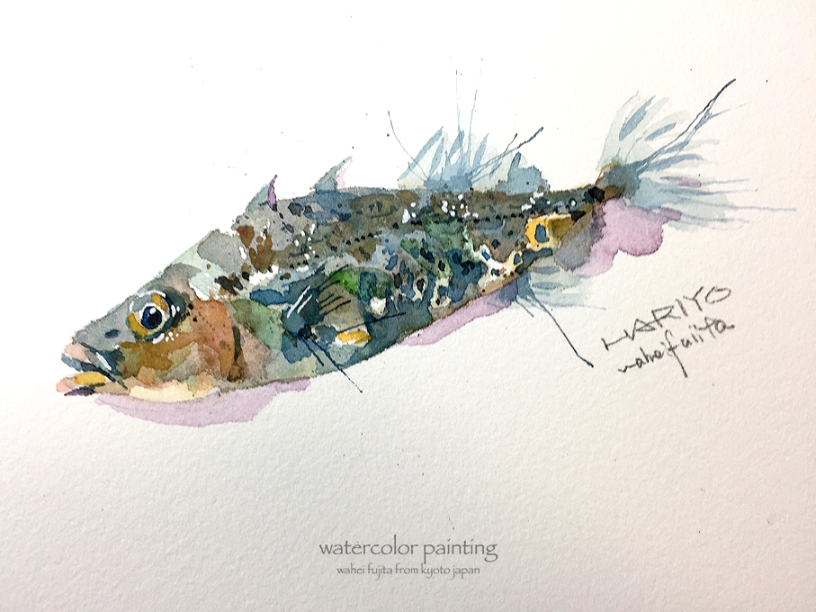 「琵琶湖に棲む「ハリヨ」という美しい魚。#Watercolor #スケッチ #水彩」|わへい水彩画@京都水彩画塾塾長のイラスト
