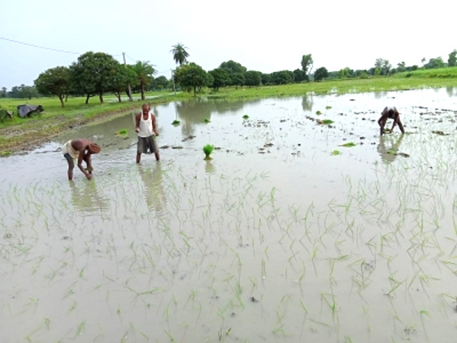 bihartimescom's tweet photo. This pilot project started on our farm at Samartha- Kalyanpur, Samastipur with the support of GIST (Global Indian Scientists and Technocrats Forum) and ICAR. In adverse climatic situation the mission completed.
https://t.co/MDpcUkeHfZ https://t.co/pebk3XVyy9
