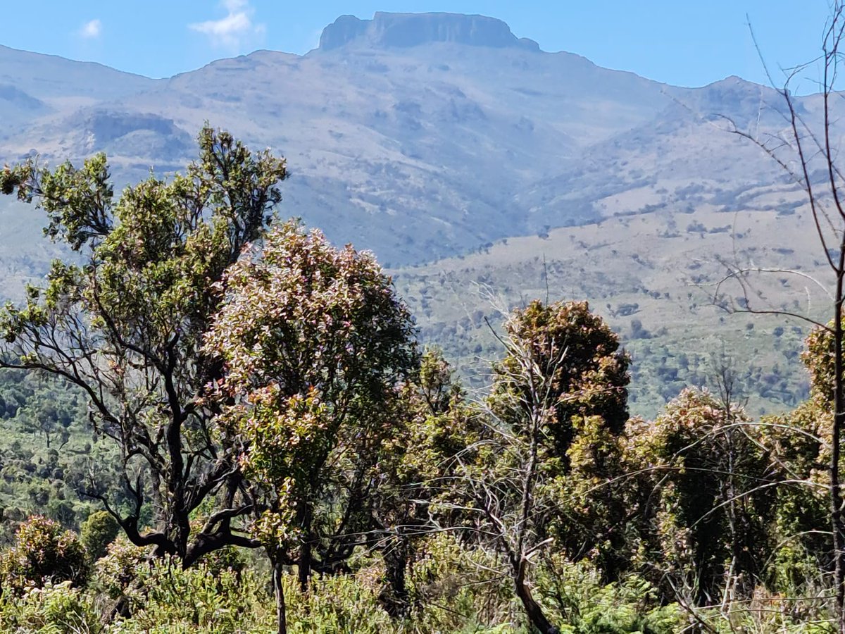 THE CALL TO CONSERVE Mt Elgon⛰ Water Tower has never been this urgent! Degradation of Mt Elgon forest 🌳🌲🌿is happening fast endangering the bio diversity around Mt Elgon en all life  downstream to Turkana, Nyanza and Kyoga in Uganda.
#climateaction 
#conservation 
#tourism