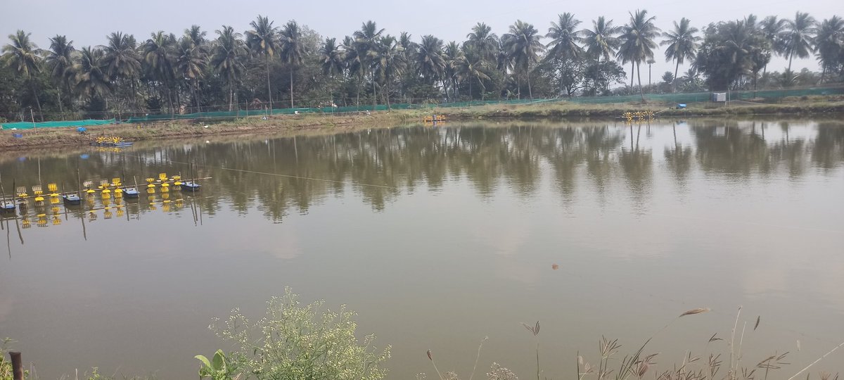 _INFEX_'s tweet photo. Aquaculture has been growing immensely replacing rice/paddy fields in our Area (southern sea coast of India) 
    The feed and minerals used here 
 *Changing the hydrology of our ground waters
  *Agricultural yields have been decreased on large scale https://t.co/tcBPXmcACl