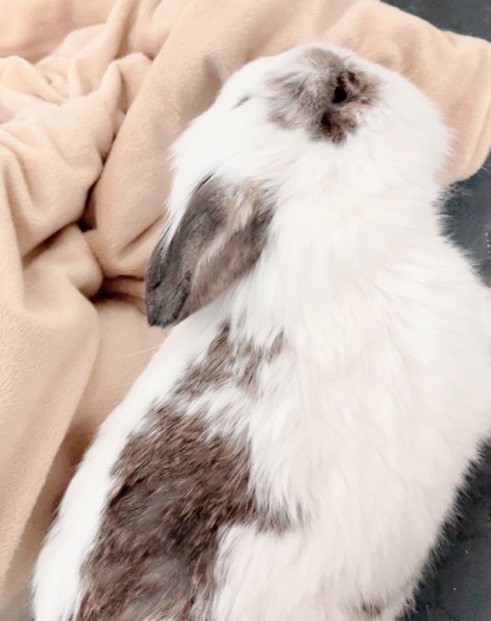 斜頸の症状出てた時(1枚目)に比べてほんとに元気になってくれたけど、しこりは消えないし手術するしかないんだろうなと思うと私にくっついてくるうさぎを見る度泣いてしまう…… 