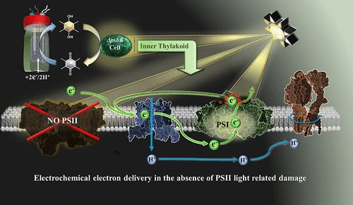 isciverse's tweet photo. Online NOW | @J_A_C_S 

#Electrochemically Driven #Photosynthetic #electron Transport in #Cyanobacteria Lacking #Photosystem II.

@isciverse @AmerChemSociety #Chemistry 

https://t.co/CO3LSL62Ql https://t.co/NJHaZTeY9x