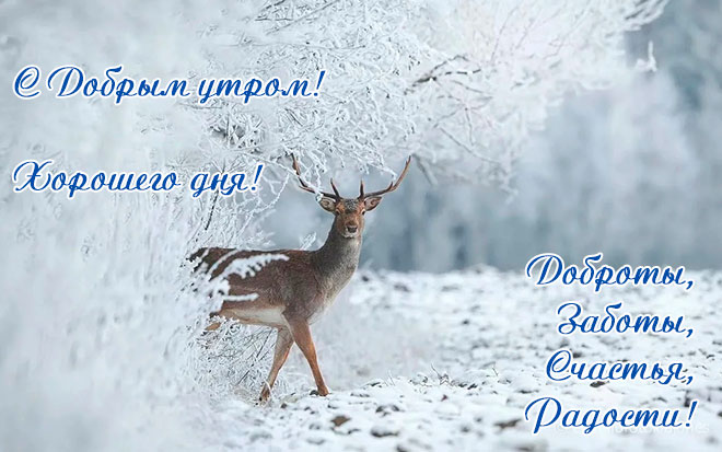 Золотая пчелка (@golden_bee_ru) on Twitter photo 