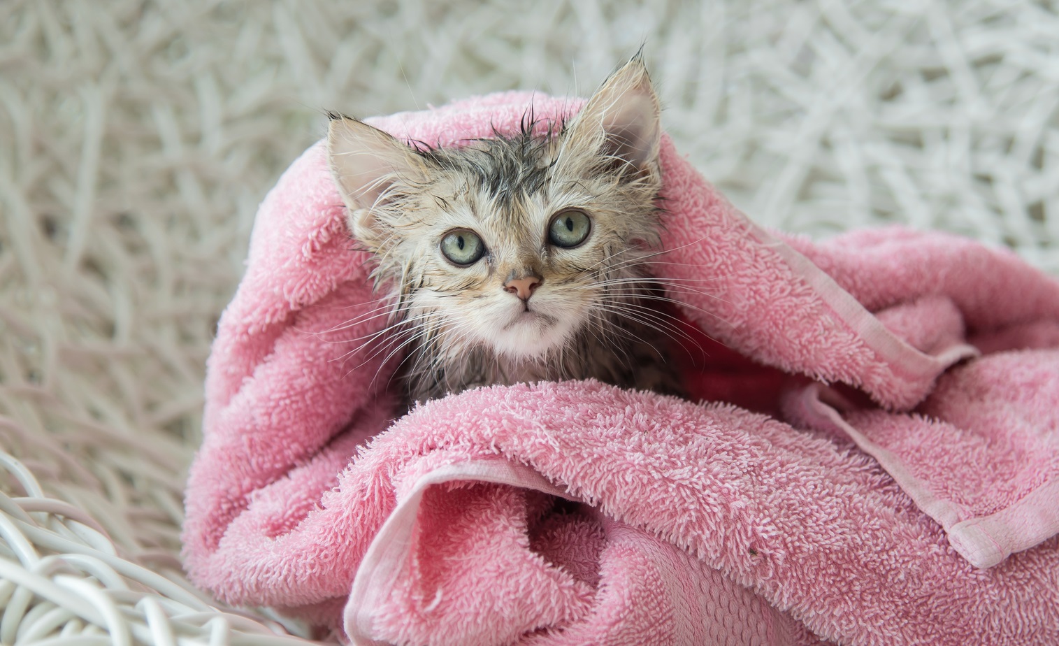 なぜ猫は 水 が嫌いなの シャンプーしなくても大丈夫 獣医師が解説 Twitter
