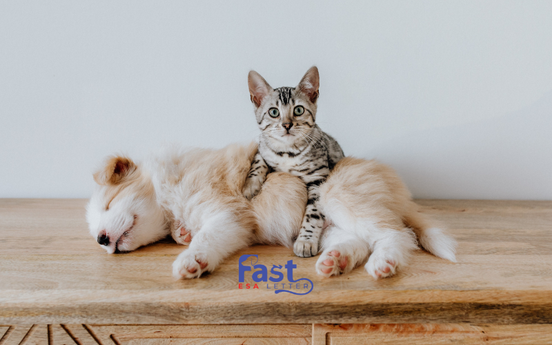 fastesaletter's tweet photo. Toxic Food Guide for Pets
What Not to Feed Dogs and Cats
Alcohol, Caffeine, Chocolate, Fatty Foods, Fat Trimmings, Bones, Fruit Toxins, Mushrooms, Nuts, Onions, and Garlic, Raw eggs, raw meat and fish, rhubarb, salt, etc.
#emotionalsupportanimalletter #emotionalsupportdog #esadog https://t.co/191gKnJapr