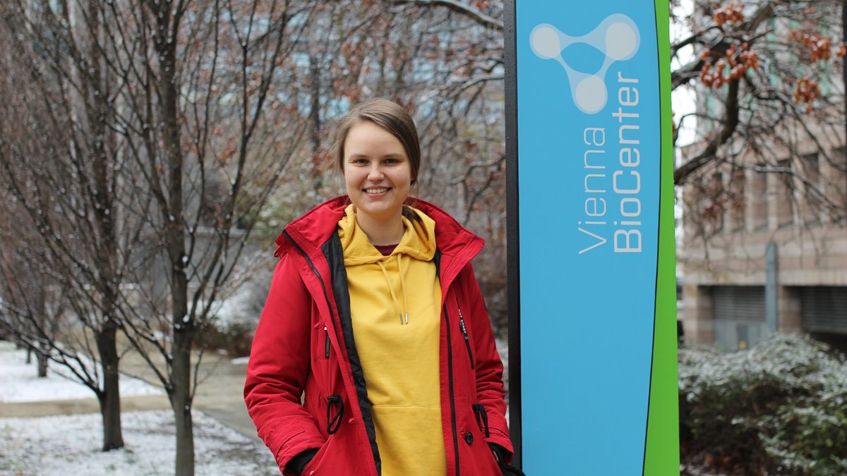 Vienna BioCenter Scientific Training (@trainingvbc) on Twitter photo Vasilina Akulova (@vasilinanerd) from <a href="/SibFUniversity/">Siberian Federal University</a> joined the lab of Kelly Swartz at <a href="/gmivienna/">GMI Vienna gmivienna.bsky.social</a> to study how conifers have been successfully adapting to changing climates over the past 250 million years, to find out how to preserve them from rapid climate change. Vasilina Akulova (@vasilinanerd) from <a href="/SibFUniversity/">Siberian Federal University</a> joined the lab of Kelly Swartz at <a href="/gmivienna/">GMI Vienna gmivienna.bsky.social</a> to study how conifers have been successfully adapting to changing climates over the past 250 million years, to find out how to preserve them from rapid climate change.